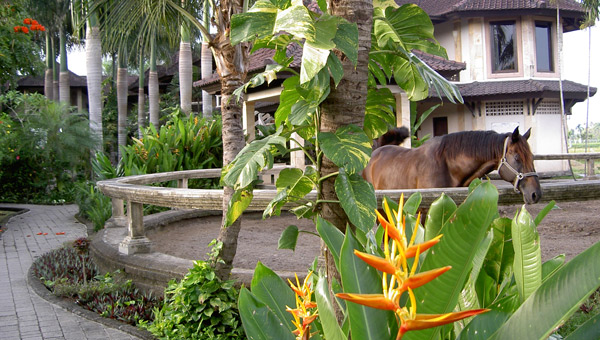 Beautiful Tropical Gardens