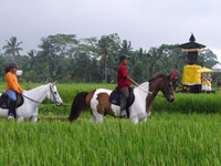 Riding School / Horseback Riding in Bali