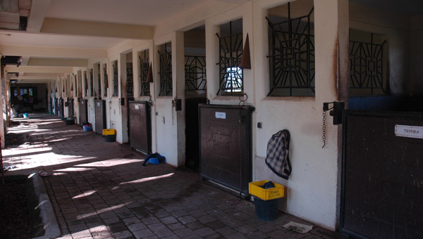 A quiet moment in the stables